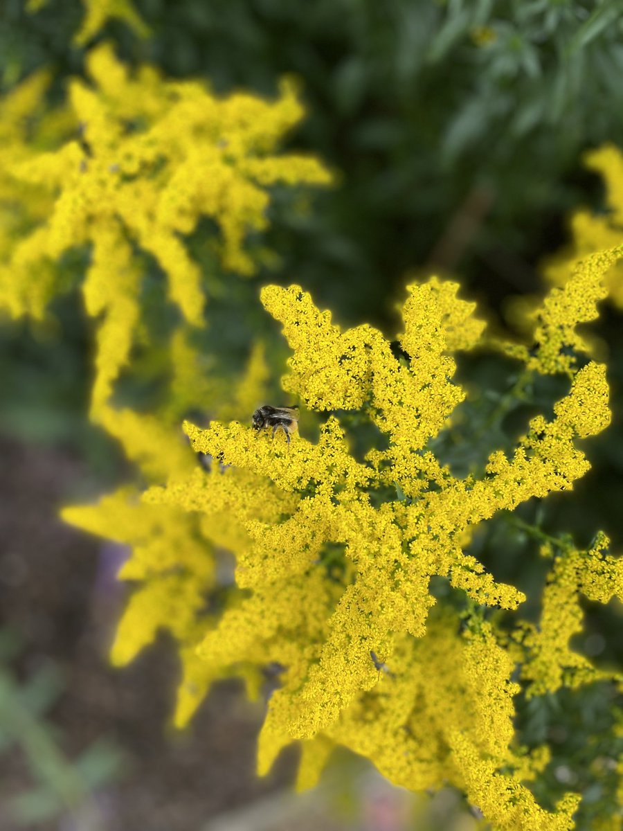Apparently it is #WorldPhotographyDay2023 (thanks for the message <a href="/BumblebeeTrust/">Bumblebee Conservation Trust</a>!)

Snapped some of these beauties at Felbrigg Hall.  Always nice to brighten the feed with flowers and bees.