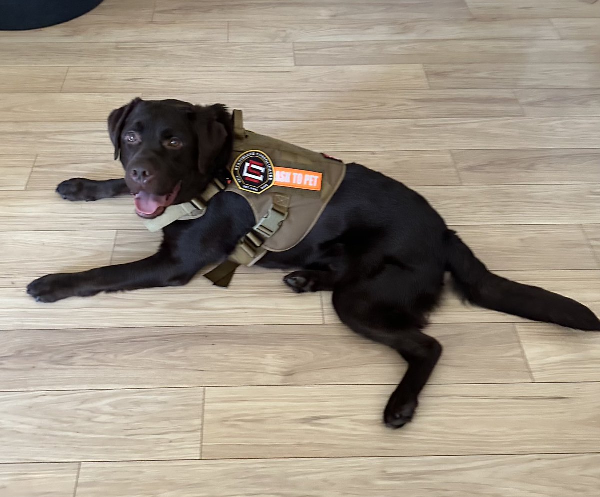stanconfirepio's tweet photo. SCFPD welcomes our newest member, Facility K9 Tank.

Tank is a 2 year old Chocolate Lab and comes to us from Performance K9 in Carlsbad, Ca. Tank is a peer support K9 that will help combat occupational stress. He is a welcome addition to our agency. https://t.co/tRU6ea3K7o