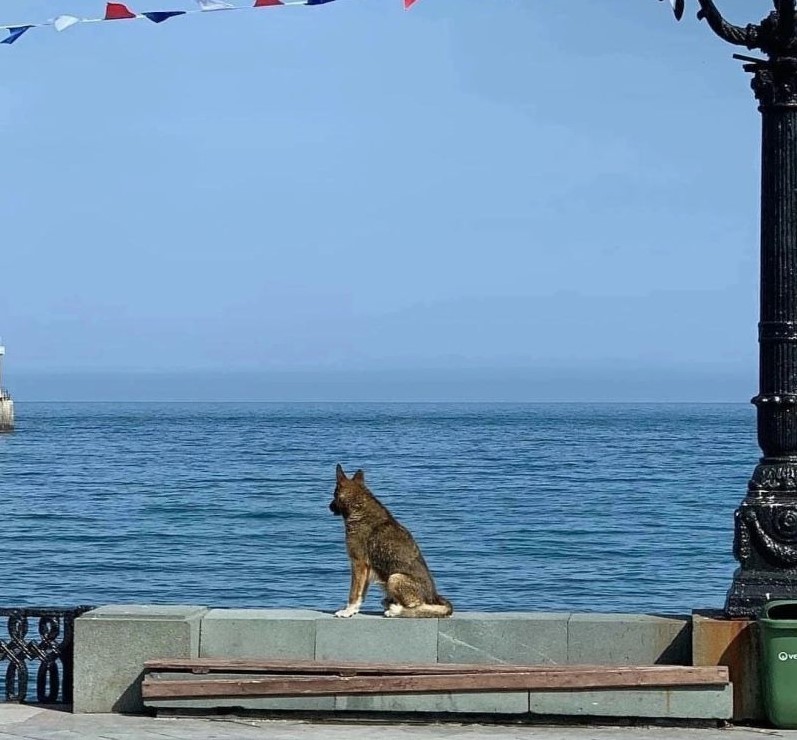 Murió Mukhtar, perrito que estuvo 12 años esperando todos los días a su gran amigo humano fallecido y era socorrista en una playa de Yalta.  
Mukhtar fue cuidado por los músicos callejeros del terraplén a los que acompañaba en la música.
Le recordarán con una escultura.
🐕💞💫