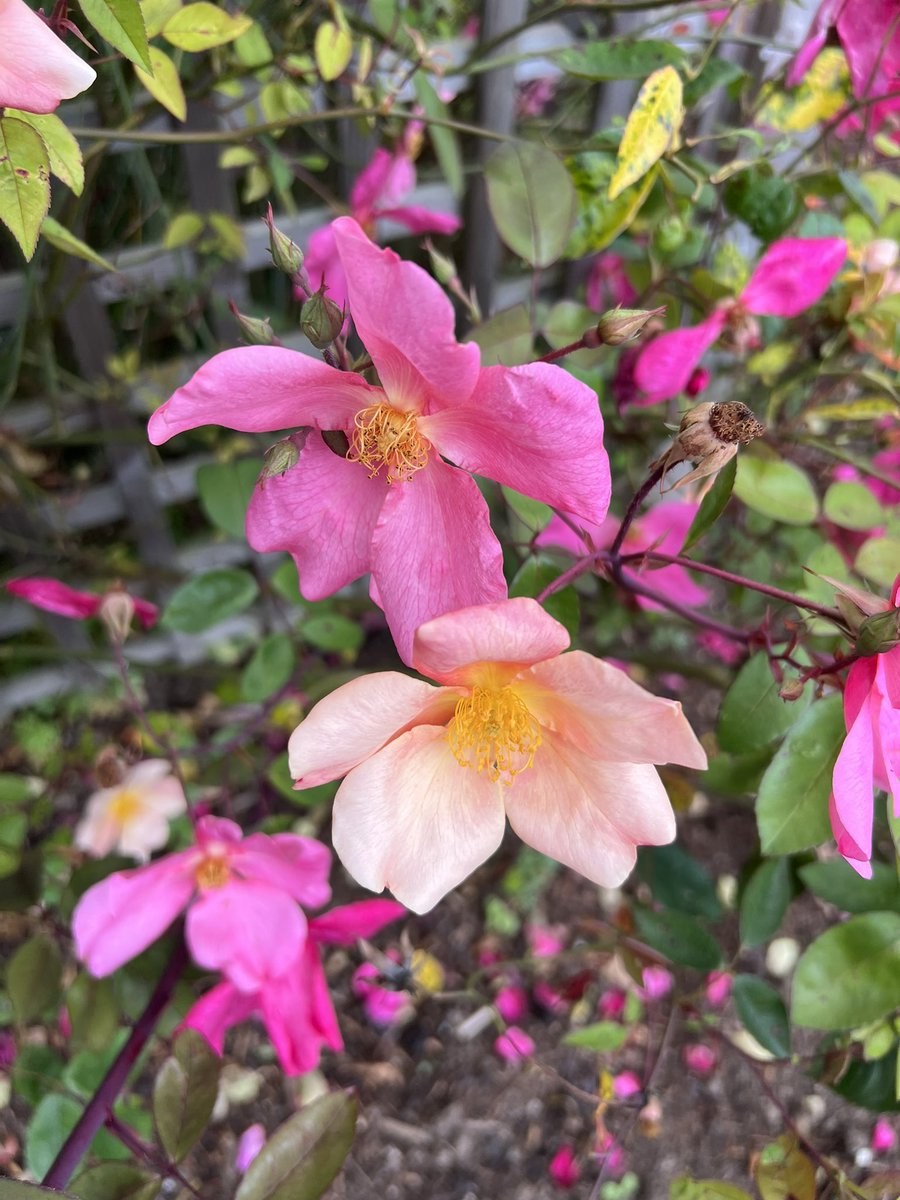 I really love #Rosa x odorata ‘Mutabilis’. 💚🌹🌹🌹The change in #colour 💐of the #flowers adds a constantly changing dimension of interest. #Gorgeous! #roses #flowers #fiori #flores #fleurs #bloemen #blummen #blume #花 #ورد #garten #jardin #garden #gardening #حديقة