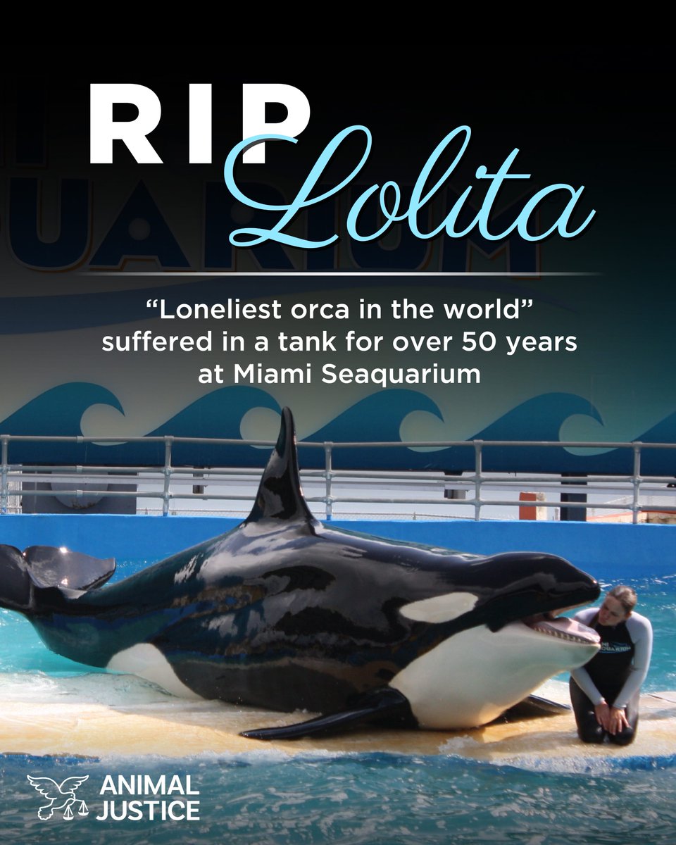 HEARTBREAKING: Lolita the orca has died after languishing for over 50 years at Miami Seaquarium. She was confined in the smallest orca tank in the world, &amp; hadn’t seen another orca for decades 💔 #RIPLolita