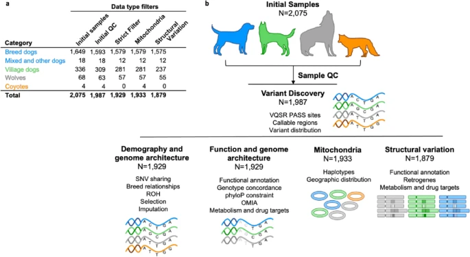 PrecursorCell's tweet photo. Dog10K data from 2000 dogs is finally out πΆπ§¬
@GenomeBiology
https://t.co/bcatoIVDBx
#dog #doggenomics https://t.co/46Edigii42