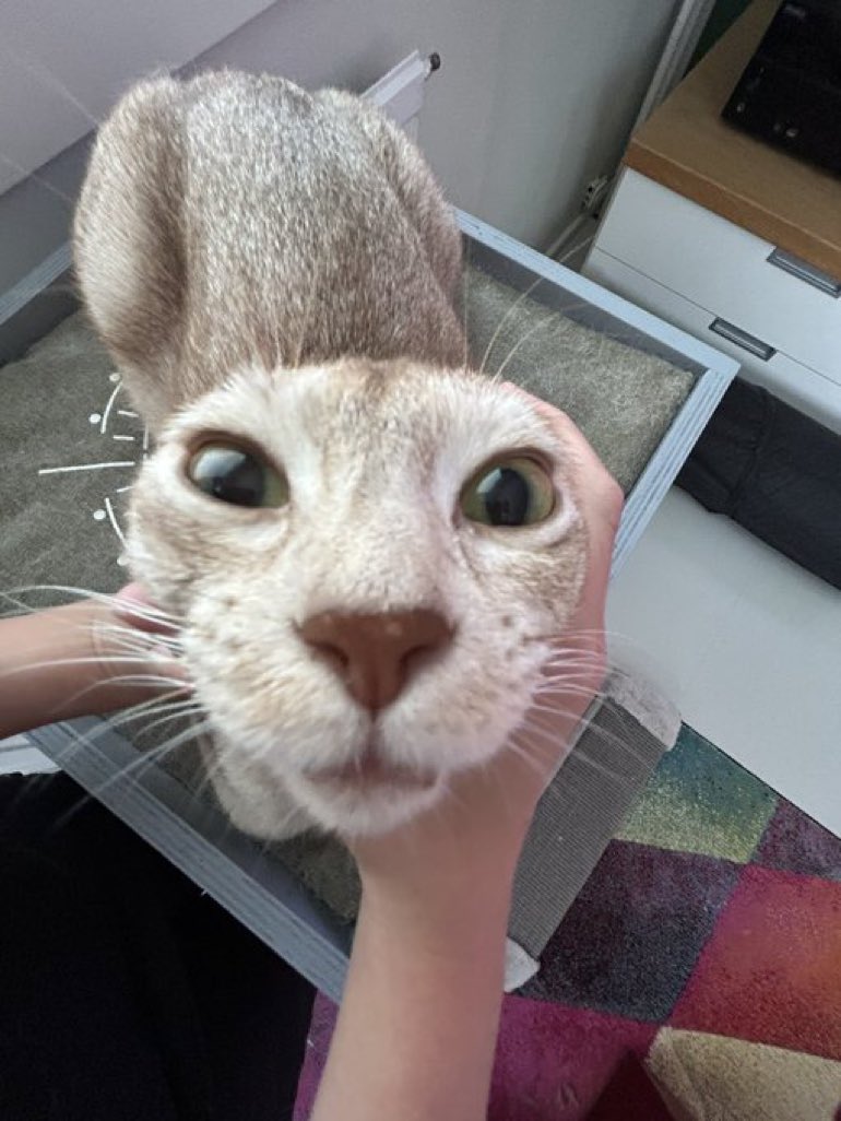 Cats with their heads held back (@catsheld) on Twitter photo 