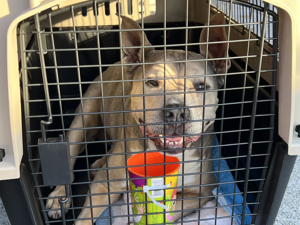 jaketapper's tweet photo. 130+ shelter pets now on their way from Maui to the Pacific Northwest via @SouthwestAir so @mauihumane can care for injured and displaced animals coming in from the fire zones. If you want to help these rescue efforts: https://t.co/P0Gv4I7vBQ. @greatergoodcharities #IAmLuckyDog https://t.co/C0m8gYIoXi