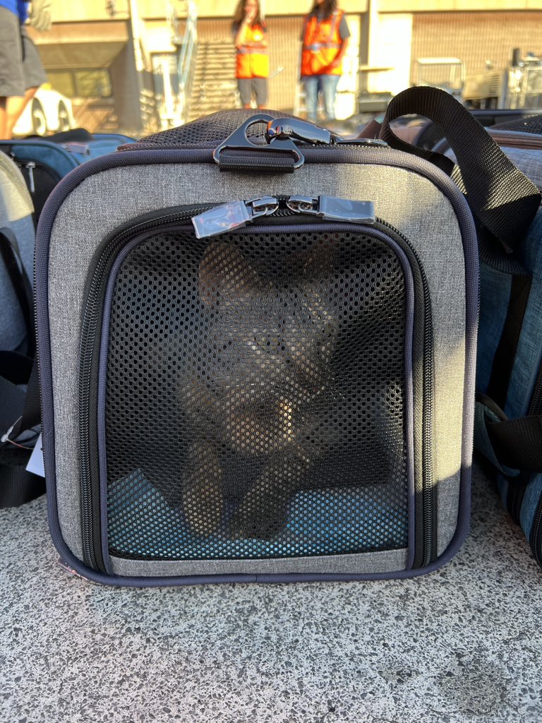 130+ shelter pets now on their way from Maui to the Pacific Northwest via @SouthwestAir so @mauihumane can care for injured and displaced animals coming in from the fire zones. If you want to help these rescue efforts: bit.ly/mauirelief23. @greatergoodcharities #IAmLuckyDog