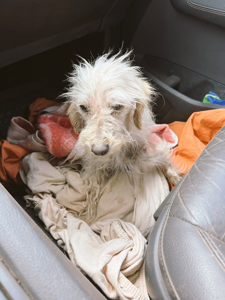 aaguvolpato's tweet photo. Gente, que mier** les pasa que no paran de abandonar caniches? 💔 ellos son los nuevos ingresos de ESTA semana nada mas! 
Jeremías, Galo, Pichi, Goliat, y Aixa.
Rescatados por el Pola @canichones
Todos ya fueron castrados y pronto buscarán hogar 🌟 https://t.co/3YP5G9sHLn