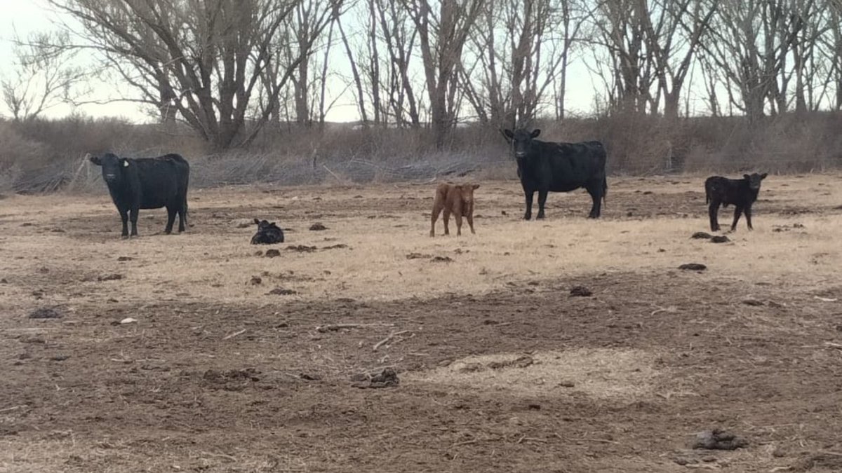 nutralmix_srl's tweet photo. #Bostas 🧐 ¡Observarlas es fundamental para tener un parámetro de cómo está comiendo la hacienda!
En el caso de este rodeo de vacas paridas, que se encuentran sobre rastrojo de maíz y consumen pre-mezcla proteica, el estado es muy bueno, con la humedad y la consistencia justa ✅ https://t.co/bEy7PxtG2q