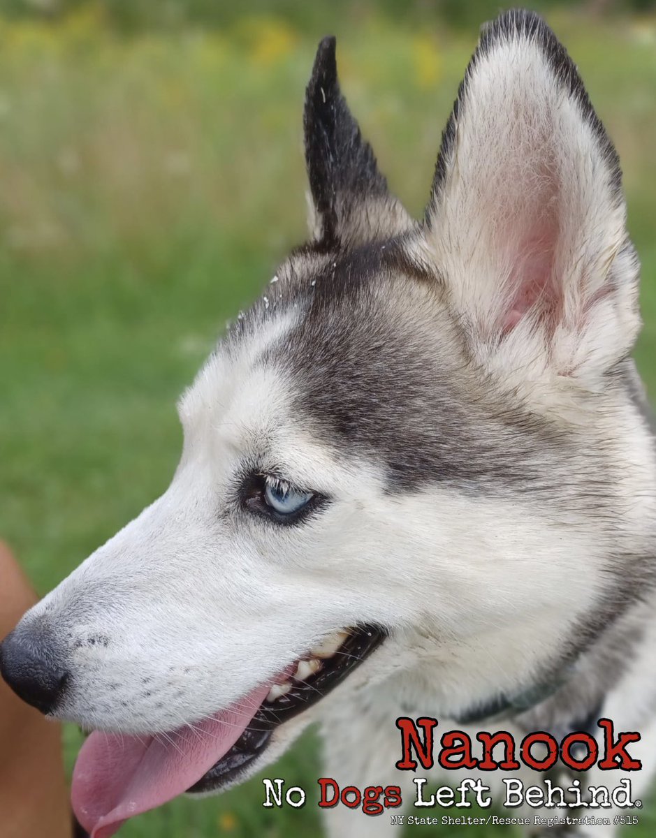 Have you met Nanook? This handsome boy is about 2-3 years old…how can you resist those baby blues? Experienced Husky lovers email adoption@nodogsleftbehind.com to learn more about Nanook. #nodogsleftbehind #husky #huskylovers #rescueddogsofinstagram #rescuedhuskies #husky❤️