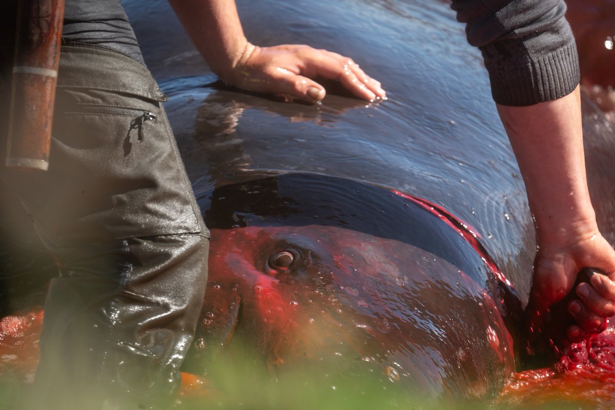 #FaroeIslands Only in this hellhole of a place could a #PilotWhale tagging to 'benefit' science &amp; understanding of these cetaceans turn into a #Grindrap LOOK at the terror on her face. They call this humane, utter bollox! #StopTheGrind 

📷Sidney Haughan