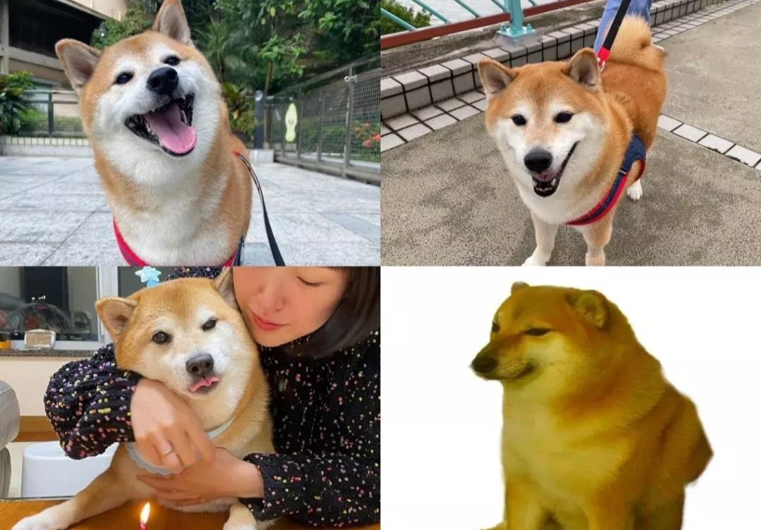 MrChamp_crypto's tweet photo. Rest in peace, @Balltzehk . Your iconic charm will forever inspire us to hodl strong and meme harder.🐶💎🚀
#CheemsForever #WholesomeMemes https://t.co/tEz0O1H6Ax