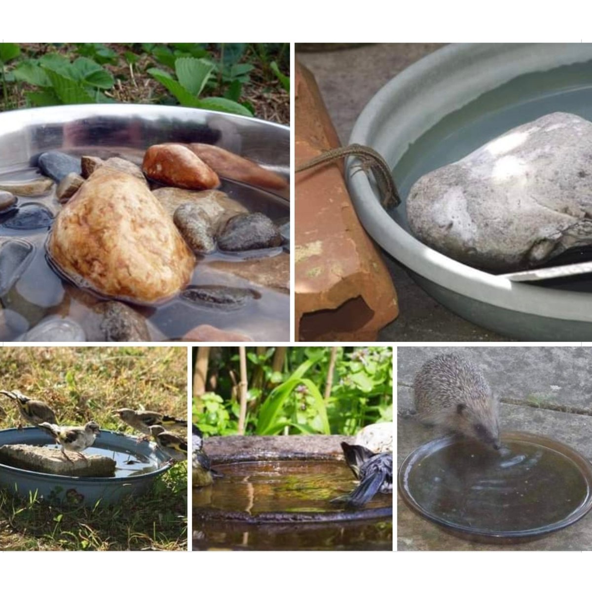 lesptitskipik's tweet photo. Il fait chaud, très chaud, trop chaud... 🌞🔥
Alors de jour comme de nuit, pensez à donner à boire à la petite faune de vos jardins 💧💦Et surtout, lavez bien chaque jour les gamelles pour éviter la prolifération de bactéries (et de moustiques)
https://t.co/CEnC9Ydi60 #opeb https://t.co/8MjmitzlSF