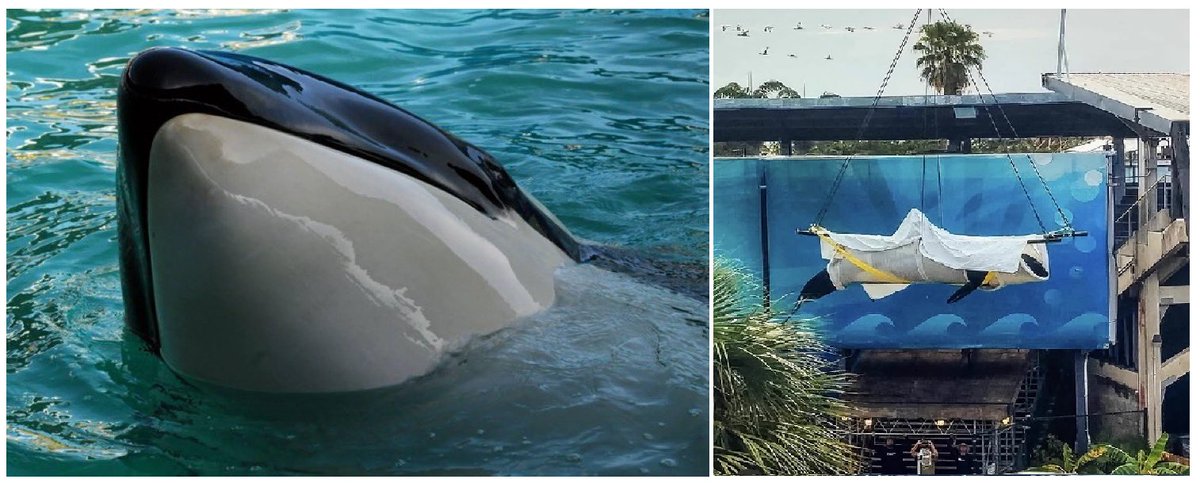 #RipLolita 💔

After languishing in the world’s smallest orca tank for 53 years, #Lolita the Orca died at @MiamiSeaquarium just before her impending transfer to a seaside sanctuary and the possible reunion with her mother.

#DontBuyATicket #ThanksButNoTanks