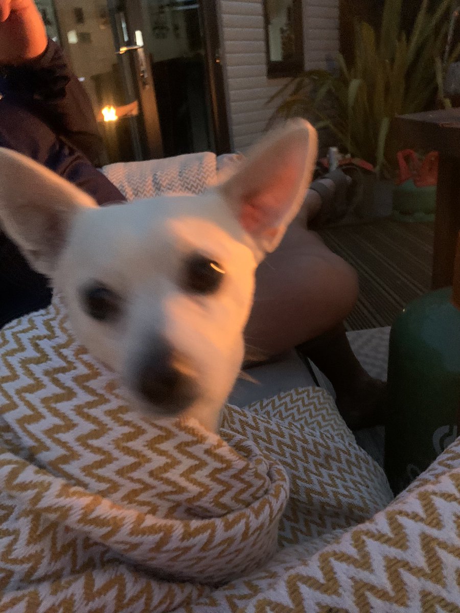 Zoe Carr tweet media