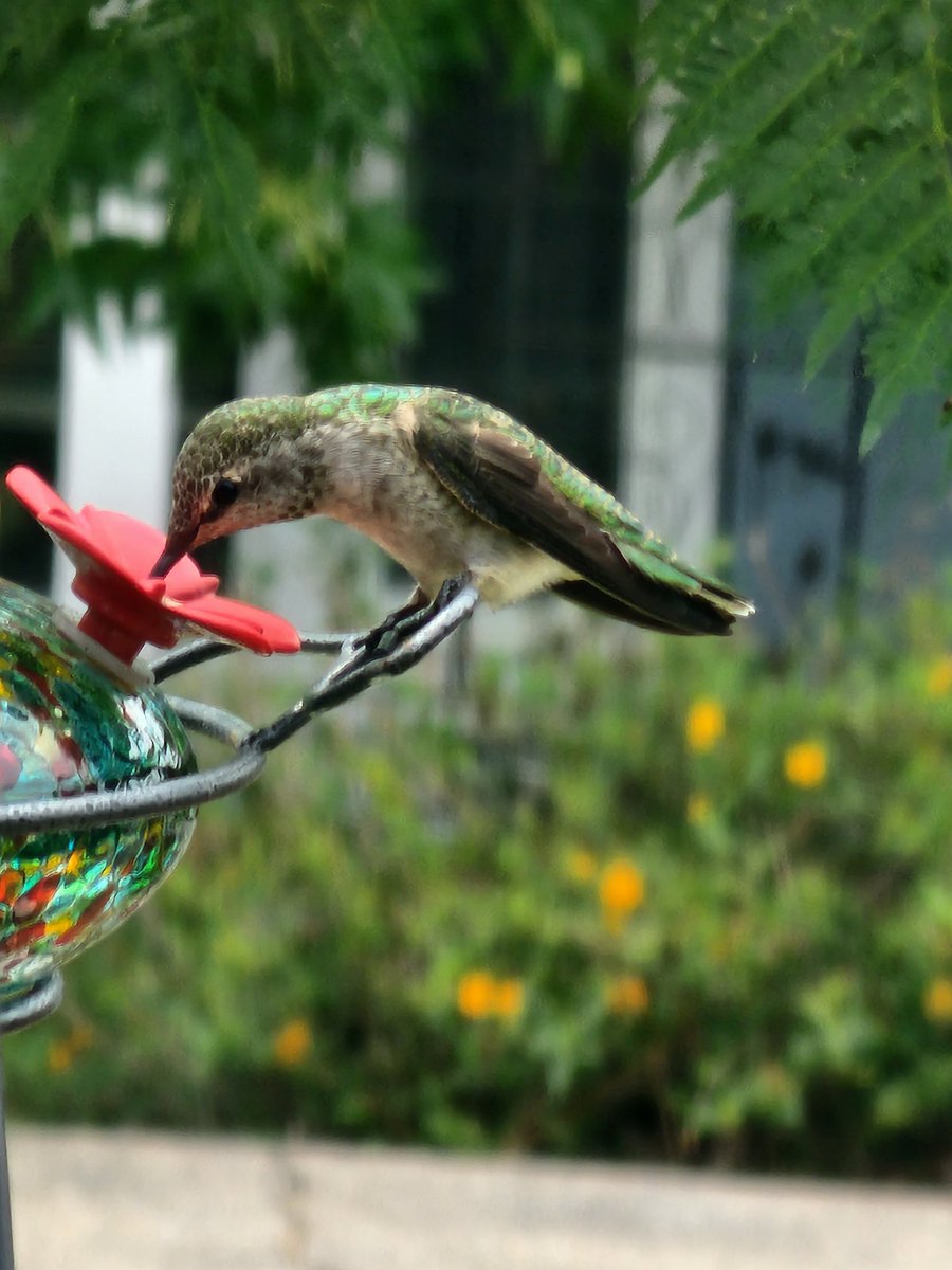 PsychRecovery's tweet photo. Sneaking a snack before the storm! No rain in @CityofLaMesa yet.
#CalmB4TheStorm
#Hilary #SoCal #Hummingbird #BirdsOfTwitter #birding #HurricaneHilary https://t.co/31tyzOUYGY