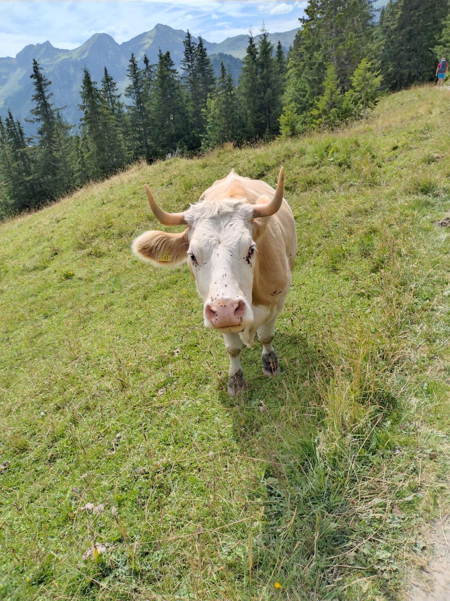 DailyCow's tweet image. Saluts du Röschtigraben.
Merci Chrigu!