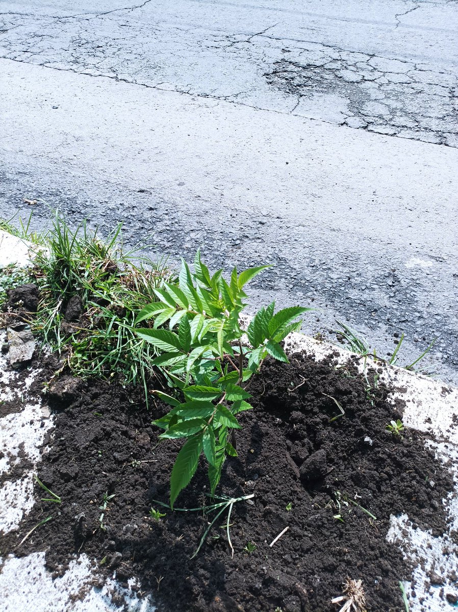 Hoy fue la primer jornada para plantar árboles en Atizapán Éramos 5 pero plantamos 39 árboles entre retamas y tronadoras (aptas para estar debajo de cables y en banquetas pequeñas) Muchas gracias por asistir @LauCuvillier Mañana es la segunda, si desean asistir envíenme dm 🌳🙌