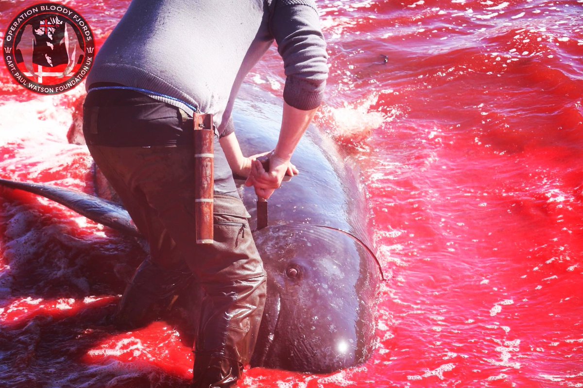 Remember her

Still alive, the terror in her eyes as the knife slices through and she waits to die, powerless to get free.

Next time someone tells you that the grindadrap is well regulated, with the law explicitly stating that it should be carried out in such a way as to cause