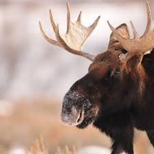 Cous57's tweet photo. Imagine being famous and just tweeting a photo of a moose or something and having the whole world theorizing what you are trying to say https://t.co/fHorZbQLiE