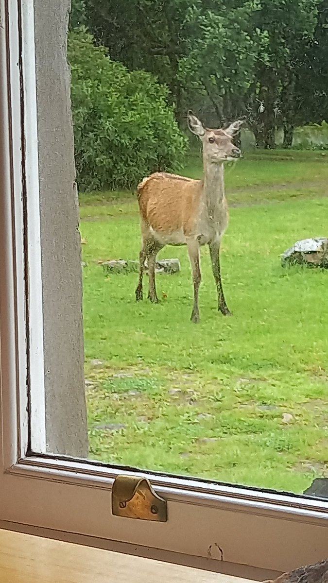 Fearful_flapjac's tweet photo. I've been listening to the @OUFCOfficial match whilst on honeymoon, and about the 75th minute this red deer appeared at the window.  And is still here.

I'm calling it, this is the first deer in history to listen an #oufc match https://t.co/C06GWu6H9N