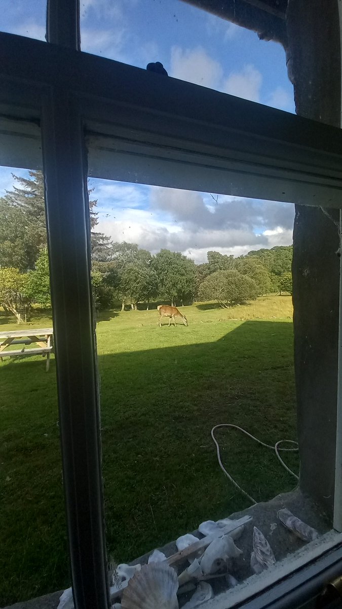 Fearful_flapjac's tweet photo. I've been listening to the @OUFCOfficial match whilst on honeymoon, and about the 75th minute this red deer appeared at the window.  And is still here.

I'm calling it, this is the first deer in history to listen an #oufc match https://t.co/C06GWu6H9N