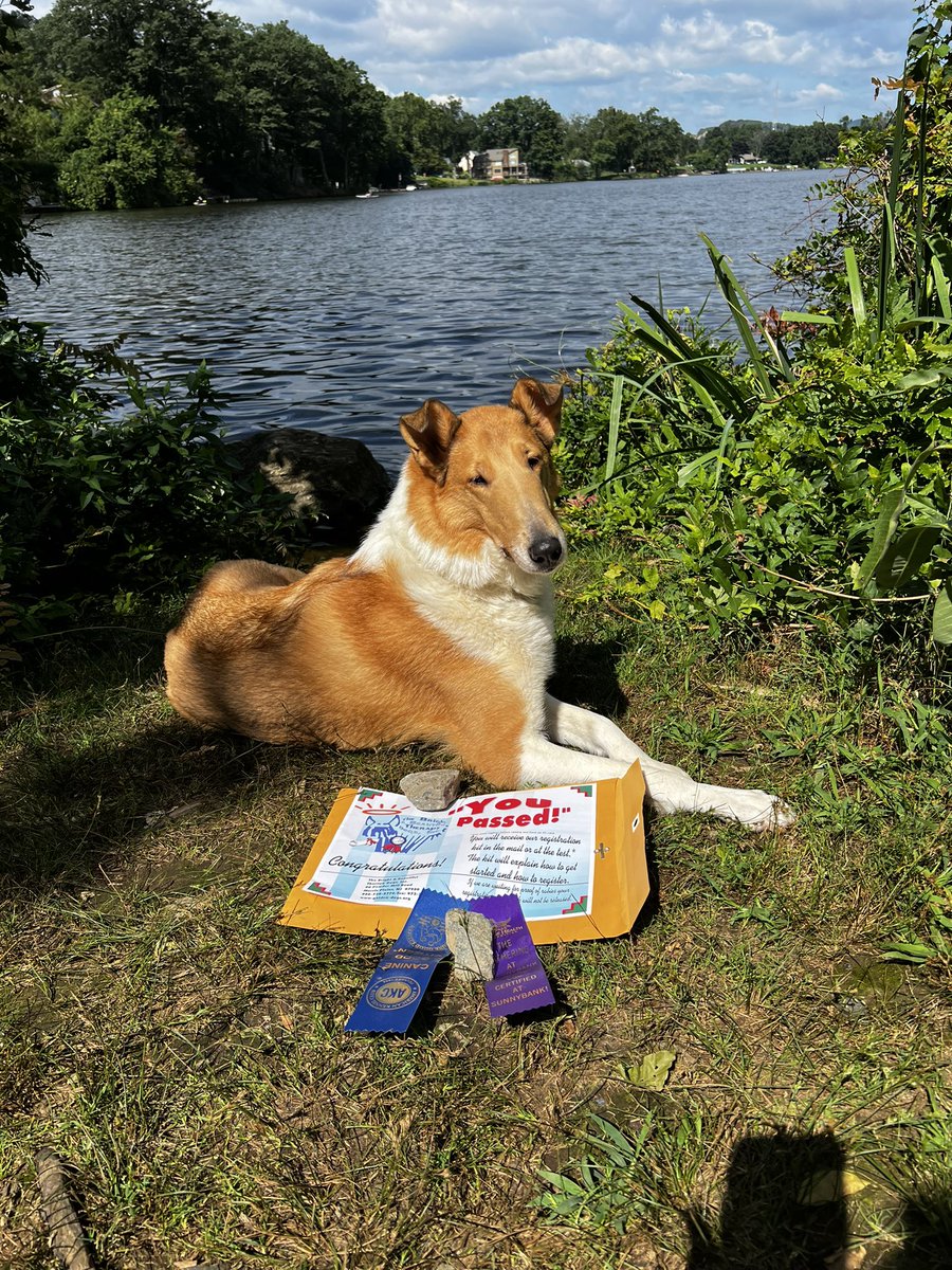 AllThingsCollie's tweet photo. So Addison, Winterberry’s Neverending Story, earned her CGC and Therapy Dog certifications today at Sunnybank!  So proud of my sweet girl!
#therapydog #CanineGoodCitizen #smoothcollie #Sunnybank https://t.co/UUG7sNJNpA