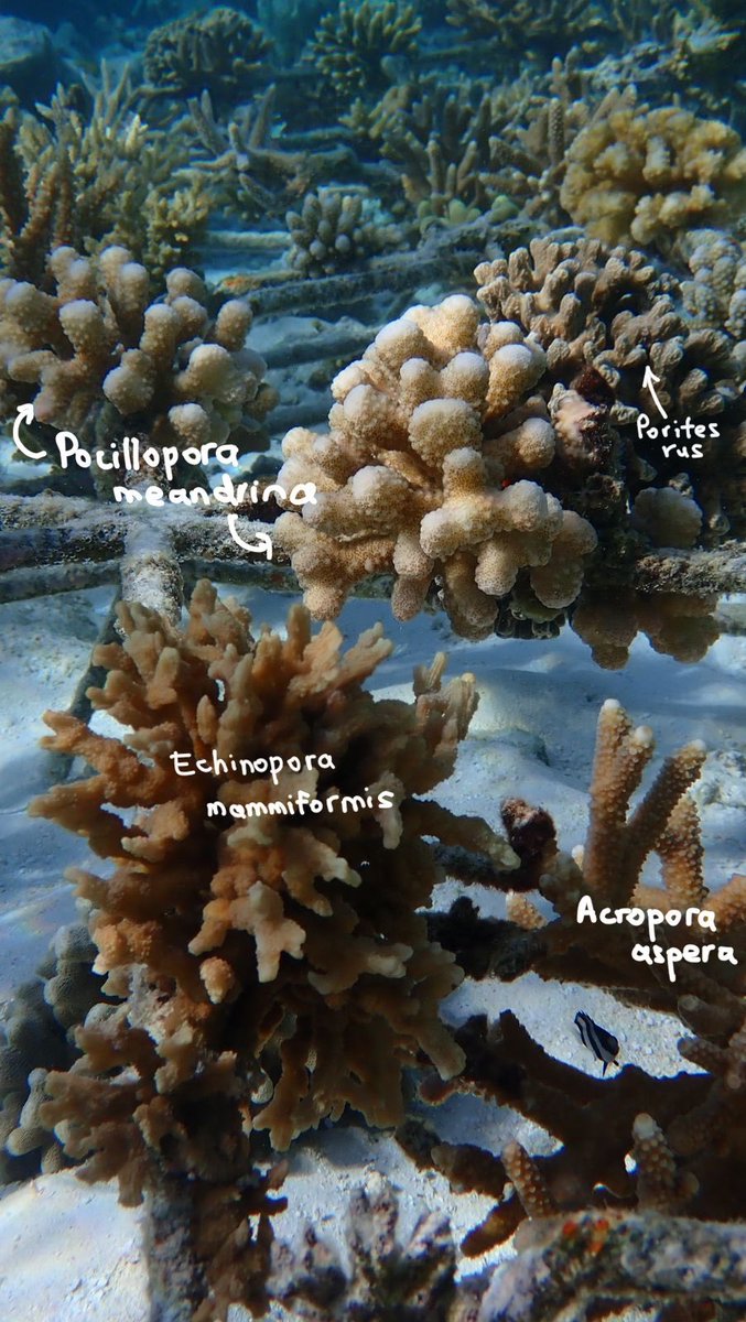 Maldives Coral Institute (@maldivescoral) on Twitter photo Take a look at some of the different kinds of corals growing at our #fulhadhoocoralrestoration site!
(Stay tuned for more- coming soon!)
#FulhadhooCouncilIdhaaraa
<a href="/MarsGlobal/">Mars, Incorporated</a> <a href="/shebahopegrows/">Sheba Hope Grows Collective</a> <a href="/SavetheBeachVM/">Save the Beach</a>
#hopegrows #buildingcoral #coralrestoration #maldives #farakeezinmaa Take a look at some of the different kinds of corals growing at our #fulhadhoocoralrestoration site!
(Stay tuned for more- coming soon!)
#FulhadhooCouncilIdhaaraa
<a href="/MarsGlobal/">Mars, Incorporated</a> <a href="/shebahopegrows/">Sheba Hope Grows Collective</a> <a href="/SavetheBeachVM/">Save the Beach</a>
#hopegrows #buildingcoral #coralrestoration #maldives #farakeezinmaa