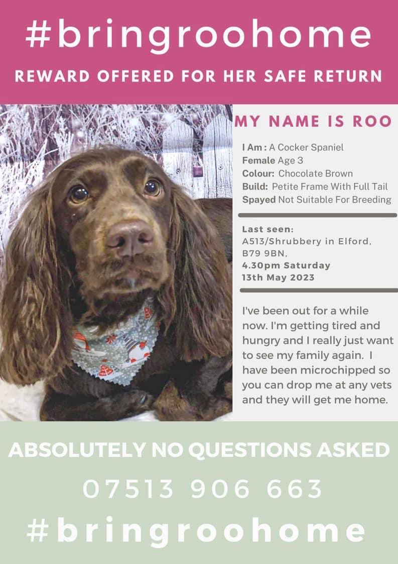 Please retweet to HELP FIND ROO, #CockerSpaniel, missing from #ELFORD #TAMWORTH #STAFFORDSHIRE Not suitable for breeding. REWARD OFFERED FOR SAFE RETURN. She could have been picked up and could be in another region now. Have you been offered her? 🌟 Info