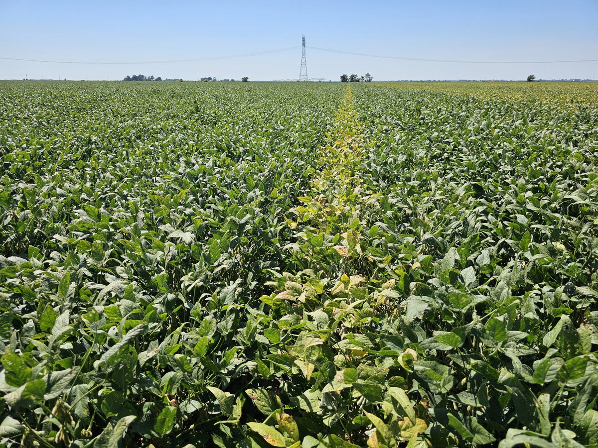 ar_verification's tweet photo. @catdadd76769738 @AgWriterArk Good guess but from this picture if you look to the right you can see the variety  change. Went from a 41 maturity to a 49. https://t.co/BxN9MsJoGE