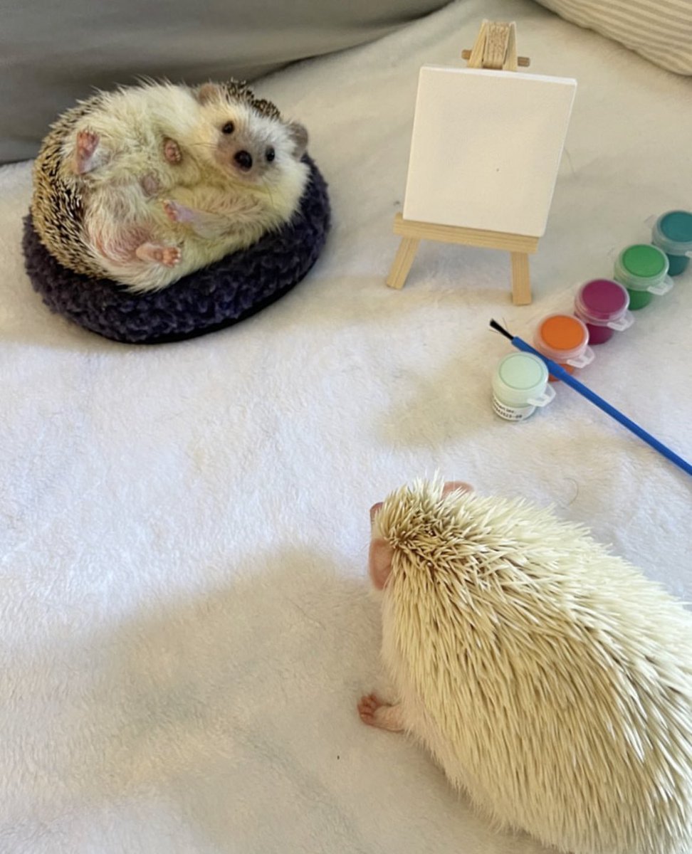 daily__hedgehog's tweet photo. Saturday 19th August, 2023 https://t.co/47pnyBQ9OT