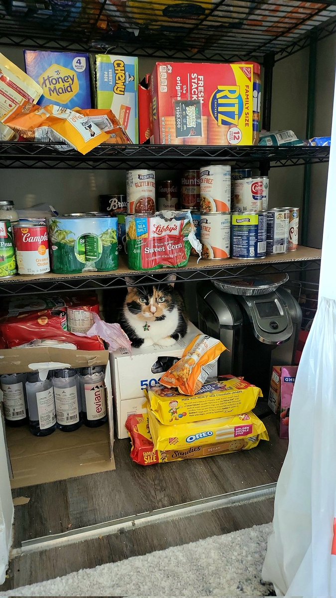 MrsHultman's tweet photo. My sweet Misty hiding in the pantry.
#CATerday https://t.co/Ov5Sy5Evjh