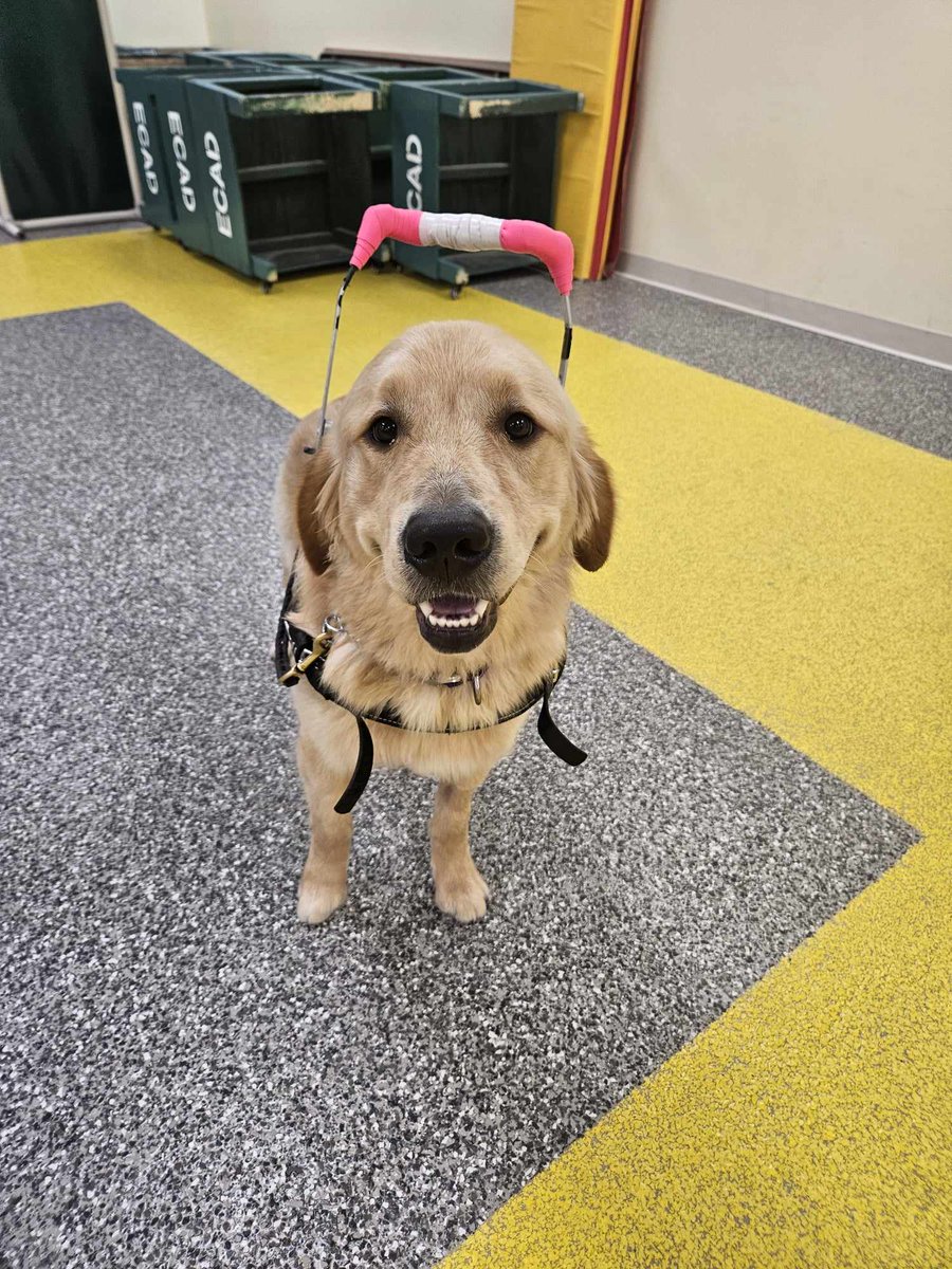 ECADServiceDogs's tweet photo. A proud Tarpon in his harness! Around 9-10 months old, the #ServiceDogsinTraining are introduced to the harnesses to gauge their comfort level. #ECADServiceDogs #mobilitydogs #balancedogs #tasktrained #assistancedogs #workingdogs #bracetraining https://t.co/wdY6FwKDh9