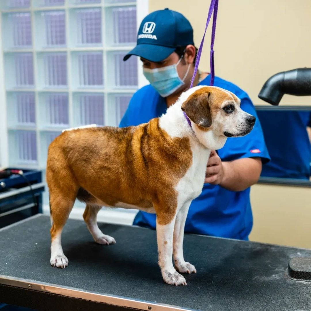 BSBlovesdogs's tweet photo. Is your pup in need of a pampering session? Our expert grooming technicians provide top-notch salon and spa services to make your furry friend look and feel their best! Let's get them on our schedule: https://t.co/WaiRPOPqDG. #GroomingServices #PamperYourPet https://t.co/6is97TcTht