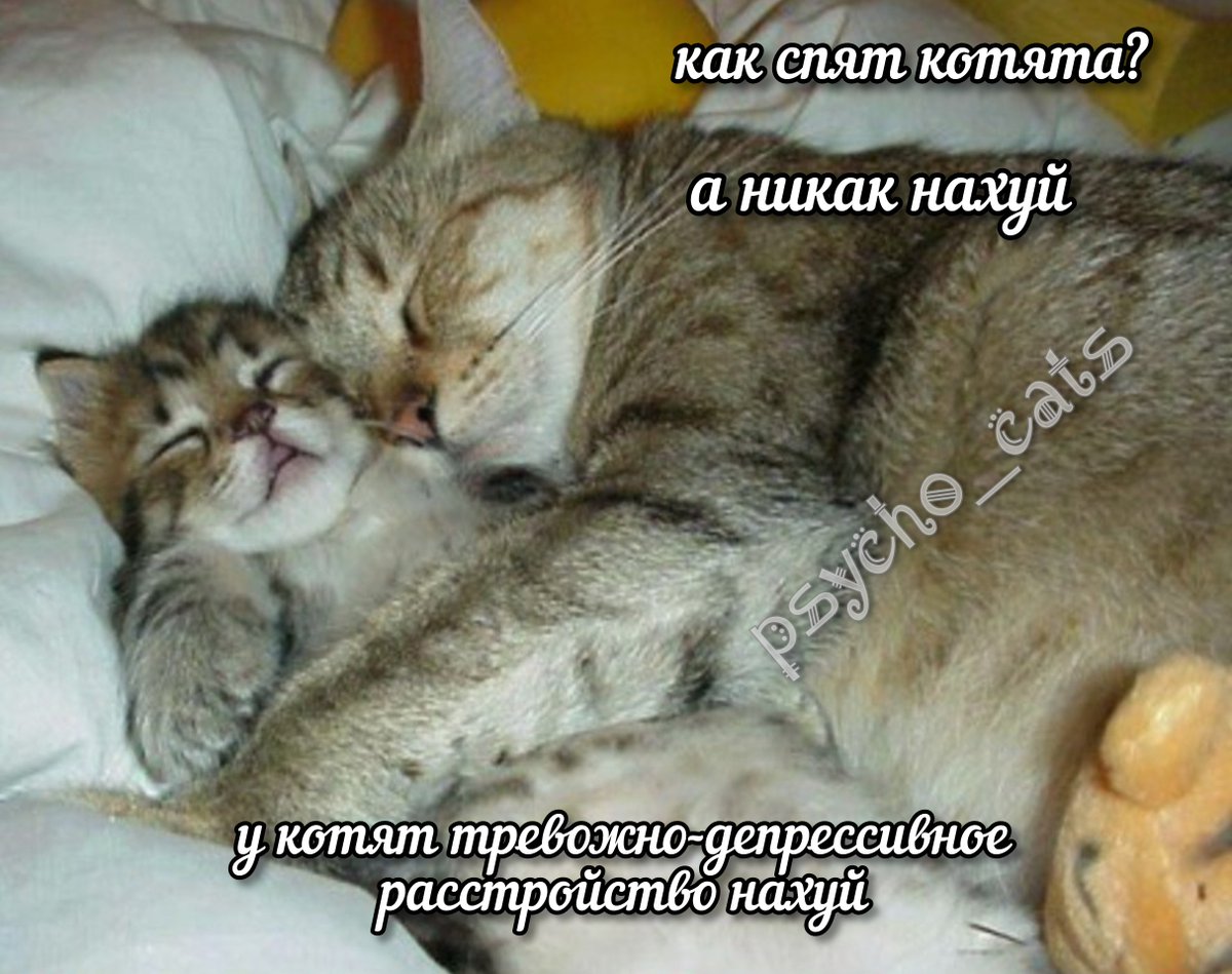 psycho__cats's tweet photo. https://t.co/994OBfC50K