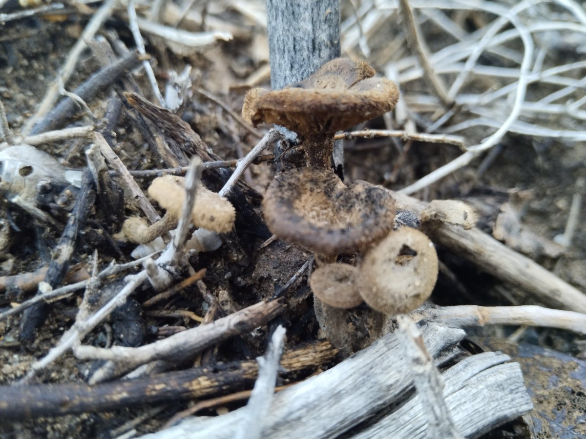 ALNADABI_HH's tweet photo. "الفطر Lentinus tigrinus، ينتمي إلى عائلة Polyporaceae ويمتاز بمضادات الأكسدة وخصائص مضادة للميكروبات. ينمو هذا الفطر عادة على أخشاب الأشجار الميتة في الأودية والمناطق الرطبة. الصور من قرية الحوراء بولاية المضيبي. #LentinusTigrinus #علم_الفطريات" https://t.co/sdYejnfDf9