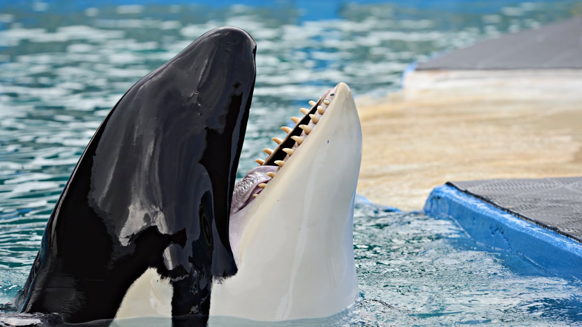 Heartbreak for the passing of #Toki (#Lolita).

Captured + kidnapped from the Salish Sea, #Tokitae was originally sold to the Miami Seaquarium, for a paltry $6,000 in 1970.

She died, just as plans were coming together to move her back to the ocean where she belongs. 🖤