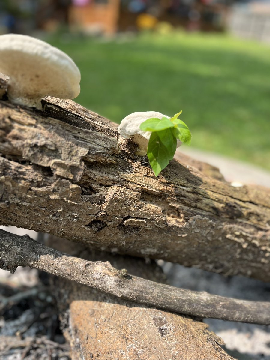 Dr Megan Rúa tweet media