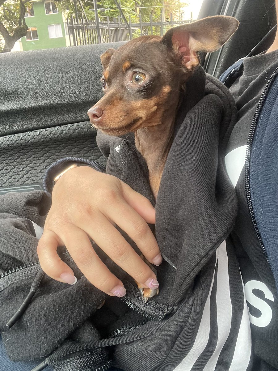 _laura026's tweet photo. Mi gente, AYUDA. Acabo de encontrar a esta chiquitina corriendo desesperada y casi la atropellan. En suba pinar. 
RT POR FAVOOOOOR. @losbuscamos_col https://t.co/SPZ0JvdxsL