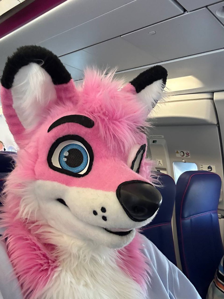 AlphaDogsStudio's tweet photo. ⚠️🆘HAVE YOU SEEN THIS FURSUIT OR THIS WHITE BAG CONTAINING THE FURSUIT HEAD 🆘⚠️

It’s possible the white bag containing this fursuit head got lost somewhere in Berlin Airport Terminal 1 on Tuesday the 15th of August around 17:00-19:00.

Other places could be: Airport Security, Lost and Found, The Ambulance or the Vivantes Hospital Berlin-Neukölln.

The owner lost the bag when he passed out in the airport and could not find the bag together with his belonging when he woke up at the hospital. The airport security and lost and found has not identified the bag. 

Last time this suit got lost this amazing community managed to bring it back! Could we be so luck this time as well? 

If you know anything please contact @rotfell which is handling this investigation.