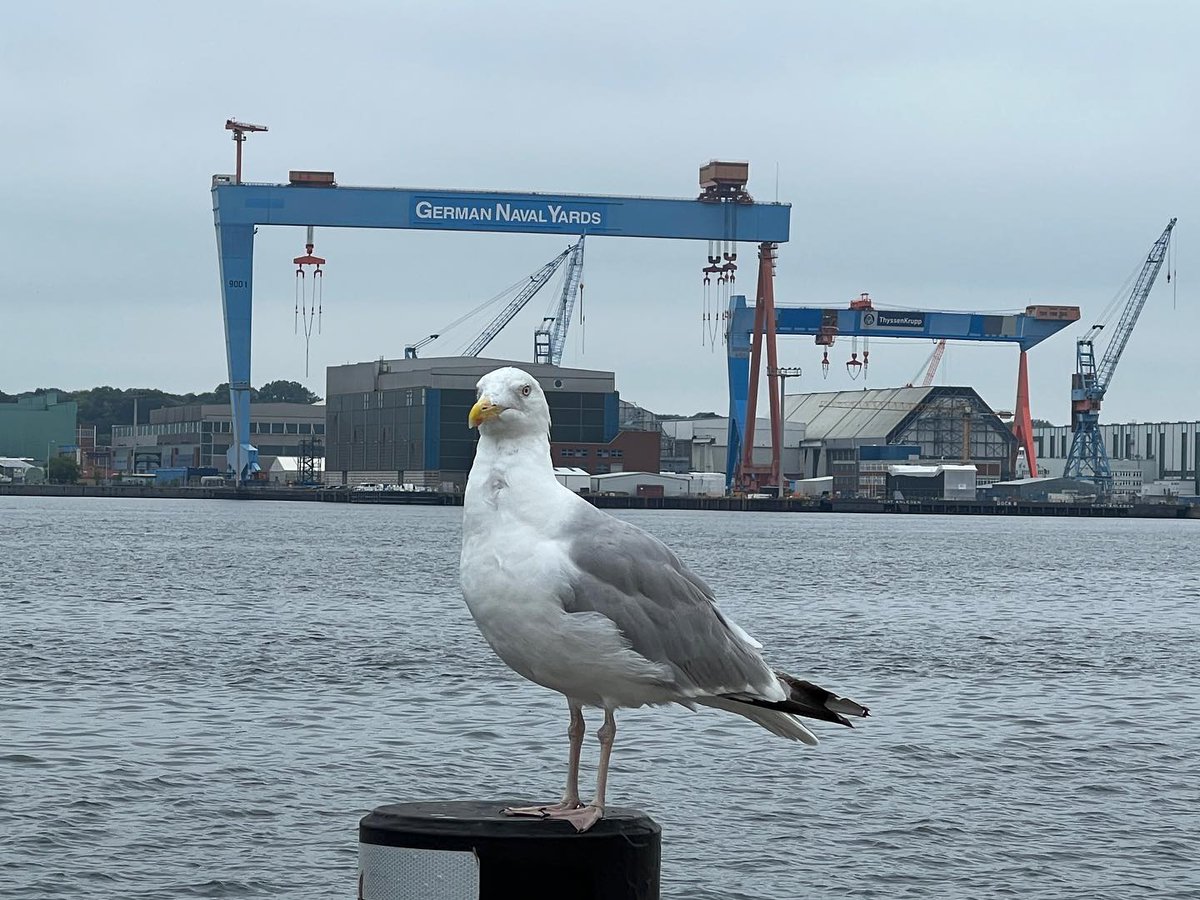 #Silbermöwe in Kiel an der Kieler Förde