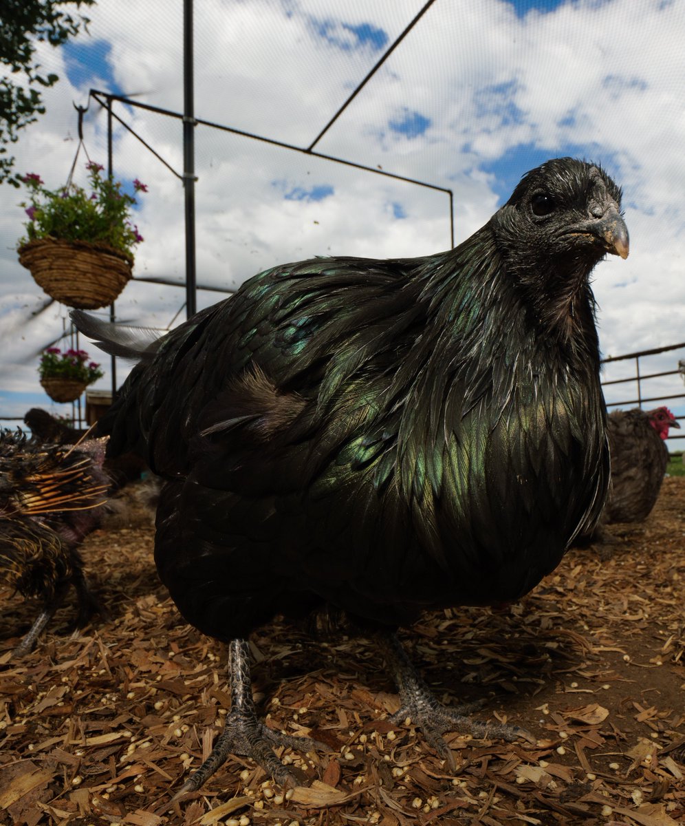 In summer's shade, a chicken so sleek,
Waits for treats with a hungry beak.

(retweet to send a snack live.ourchickenlive.com)