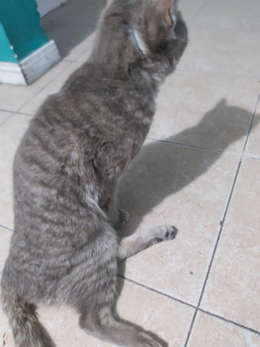 Maiurruchuagaa's tweet photo. Buenas tardes! Necesitamos de tu ayuda 
Una vecina se hizo cargo de esta gatita que aparentemente fue chocada, creyendo que era su gato porque es igual, al final no era pero igualmente decidió ayudarla y llevarla al veterinario. Al parecer tiene un golpe en la médula espinal, https://t.co/VVU0DRSPIZ