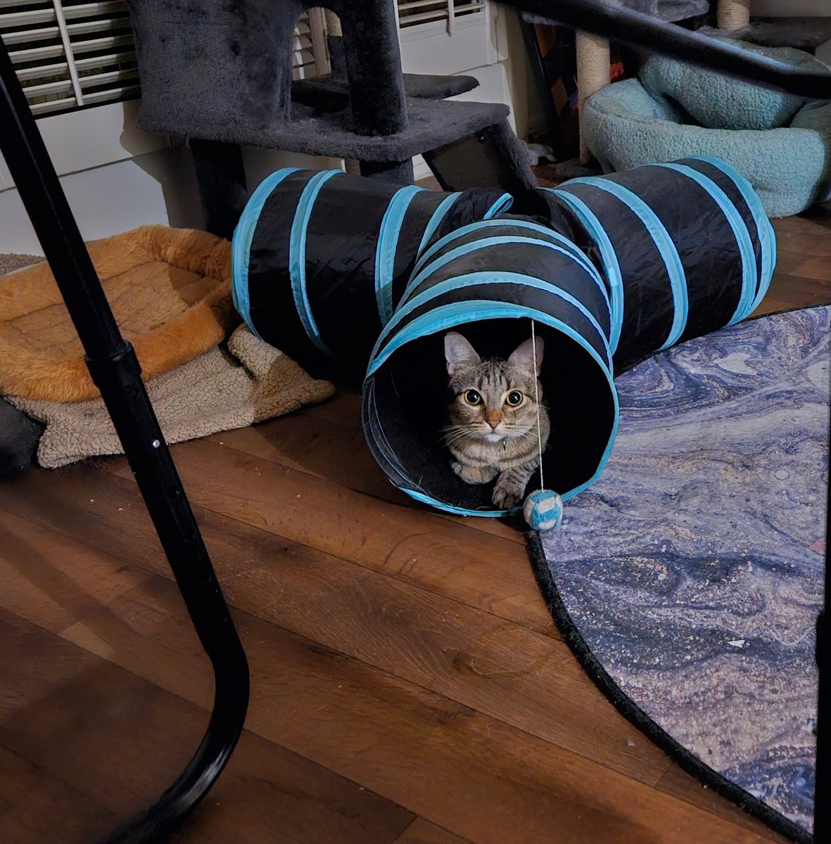 Jenn🏳️‍🌈, Luki🐈‍⬛, & Ty🐈 tweet media