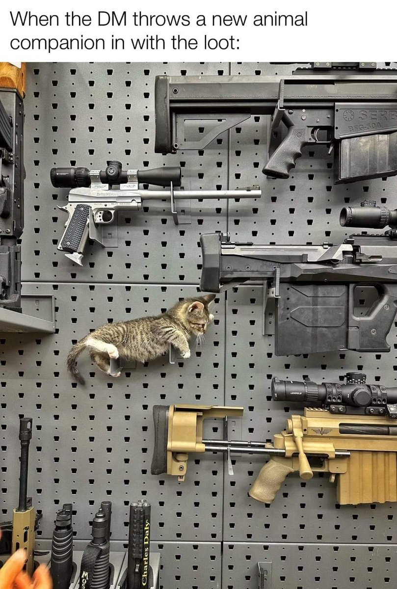 #catmemes #tactical #assult #cat #animalcompanion #dndmemes #dnd #loot #treasure #rpg #ttrpg #d20