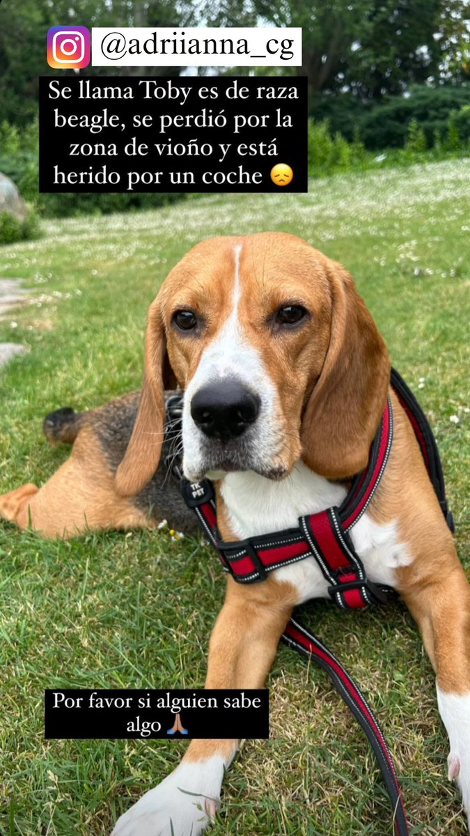 Esta noche se perdió a Toby 🐶 en la zona de Vioño.

Está herido 🐕 tras un atropello 🚙 

En la imagen tenéis el instagram por si alguien lo ve / encuentra. 

#Perro 🐩 #Perdido #Coruña