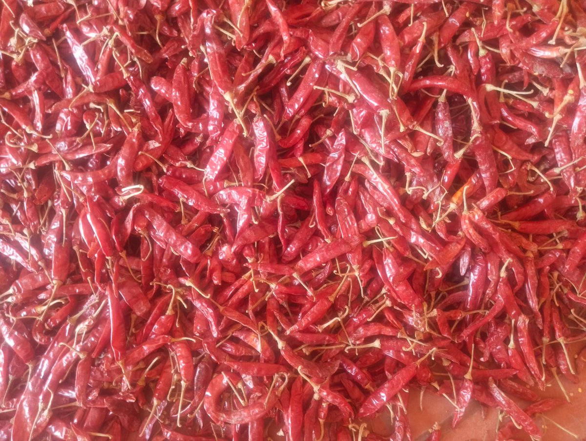 rmsmangal's tweet image. Red chilli available for. wholesale and retail from. RMS சந்திரவதனி ஆர்கானிக் சூப்பர் மார்க்கெட்
If required let call us 
8428878313 
#redchilli
#chilli