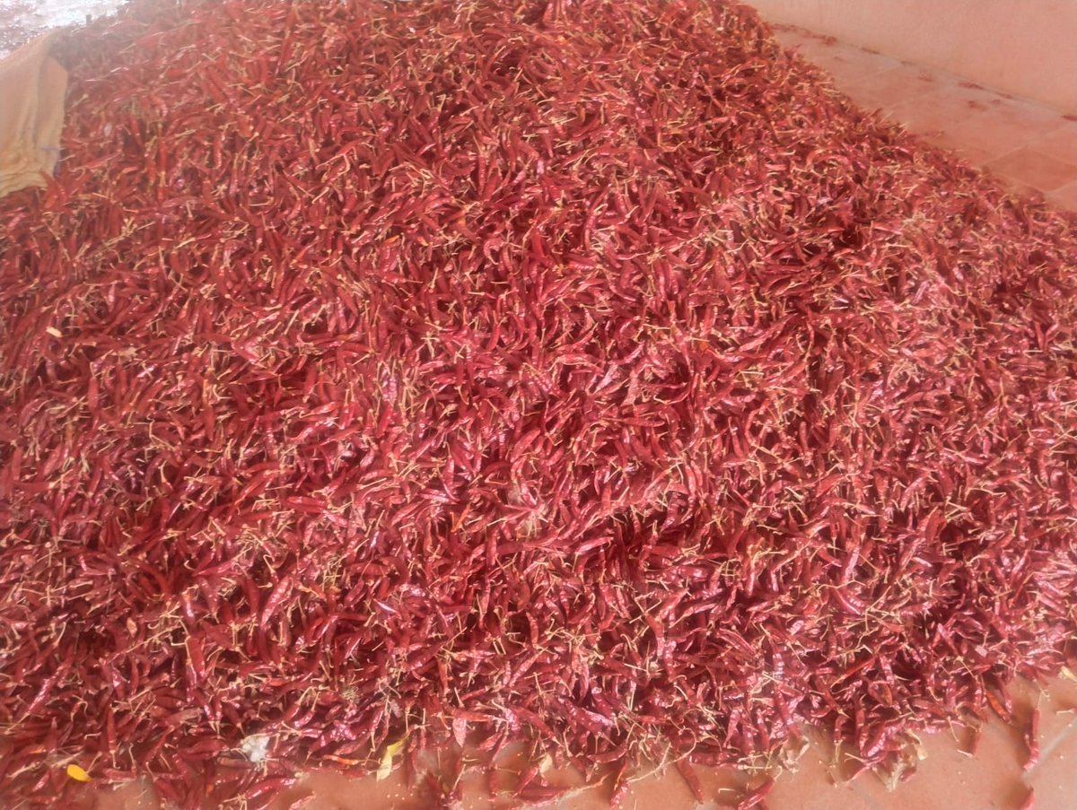 rmsmangal's tweet image. Red chilli available for. wholesale and retail from. RMS சந்திரவதனி ஆர்கானிக் சூப்பர் மார்க்கெட்
If required let call us 
8428878313 
#redchilli
#chilli
