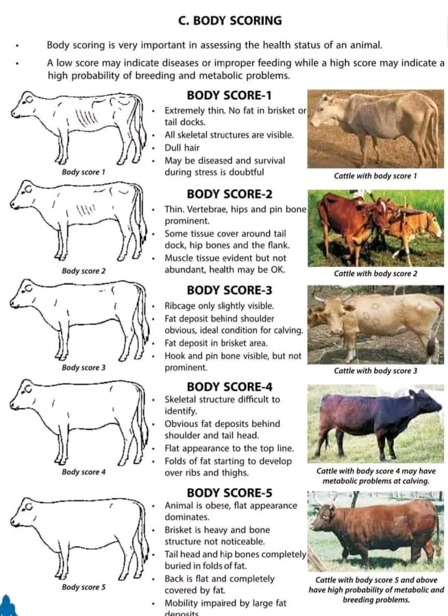 Body scoring for bovine.