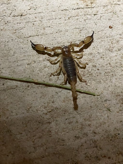 Random crawlers in the Desert&hellip; this scorpion was in the tack room of the barn last night. Almost stepped