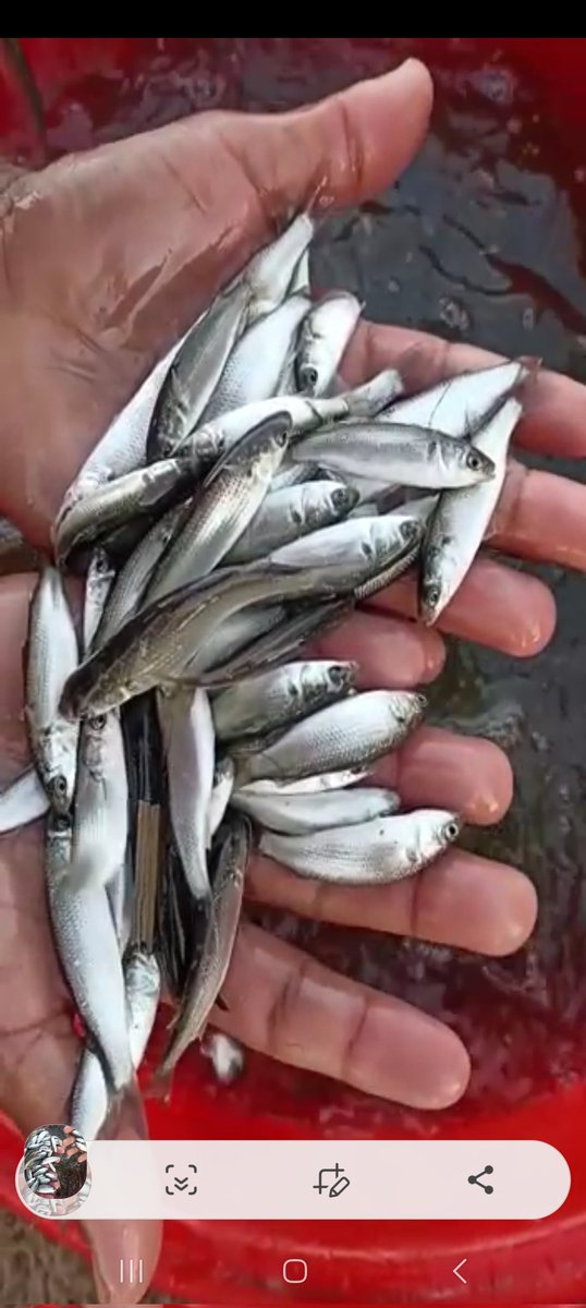 aquageimprove's tweet photo. Is it true to count #mullet under #aquaculture_statistics?
#Mullets, #seeds, or #fingerlings are collected from the #wild.
However, #aquaculture is #closing the #life_cycle of the #farmed_species. https://t.co/7jpTSS46LZ