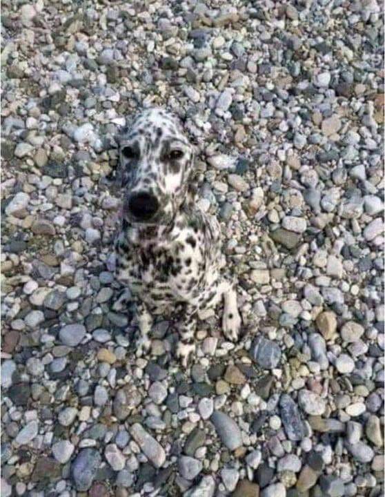 shahh's tweet photo. This dog follows you home

What are you naming him? https://t.co/7KuiqNp5Dh
